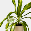 Self watering Plant Globes