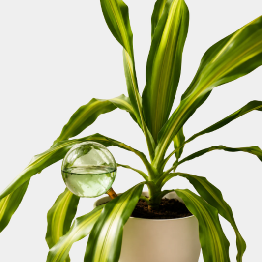 Self watering Plant Globes
