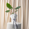 Alocasia Imperial Red