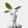 Alocasia Imperial Red