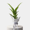 Dieffenbachia Corsii Plant