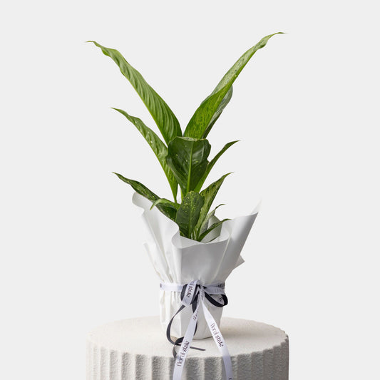 Dieffenbachia Corsii Plant