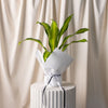 Dracena Marley