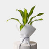Dracena Marley