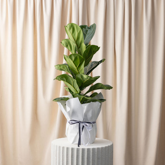 Fiddle Leaf Fig Plant
