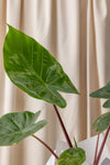 Elephant Ear - Alocasia Imperial Red Plant