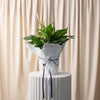 Peace Lily Plant