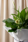 Peace Lily Plant