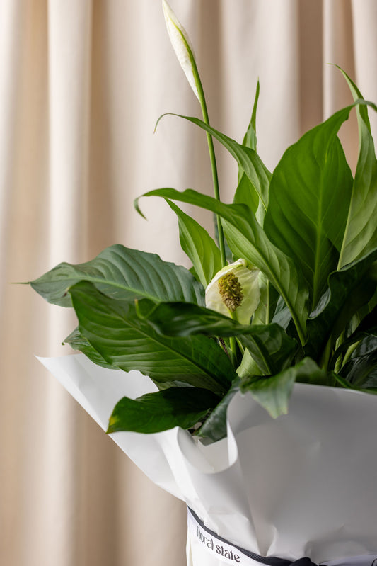 Peace Lily Plant