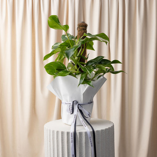 Devils Ivy Plant
