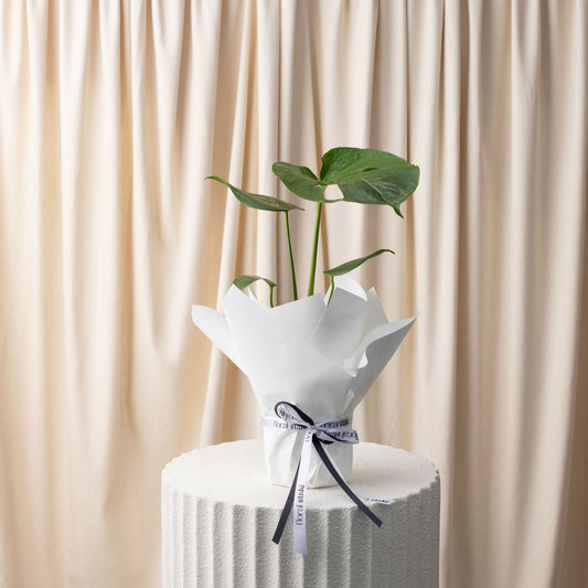 Monstera Deliciosa Plant