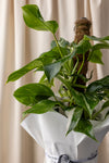 Devils Ivy Plant