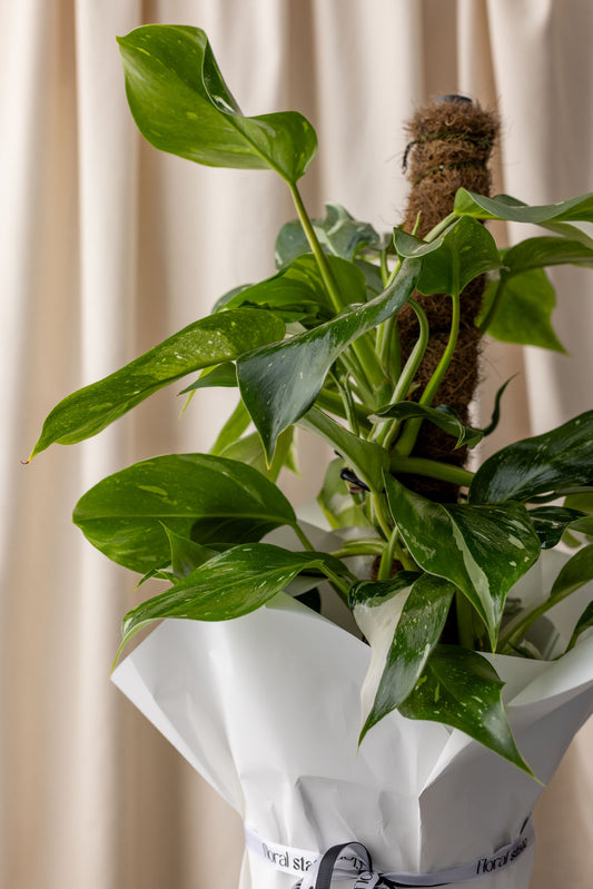 Devils Ivy Plant