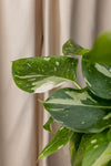 Devils Ivy