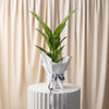 Dieffenbachia Corsii Plant