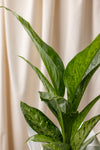 Dieffenbachia Corsii Plant