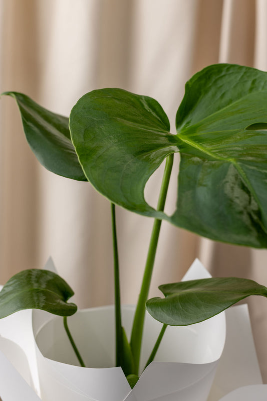 Monstera Deliciosa Plant