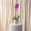 Potted purple orchid on a white pedestal with a beige curtain background