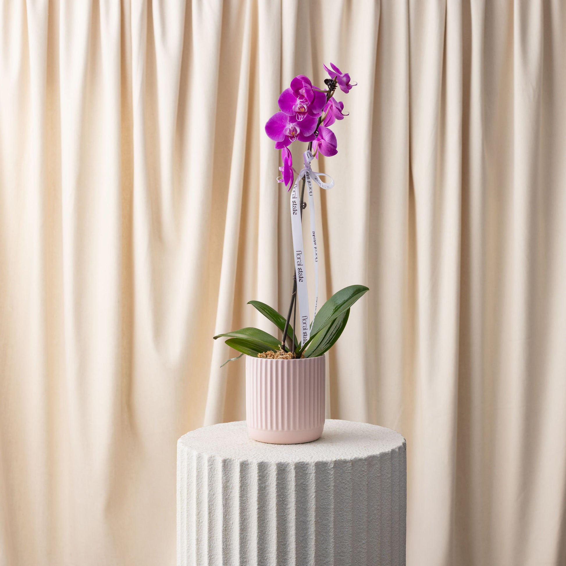 Potted purple orchid on a white pedestal with a beige curtain background