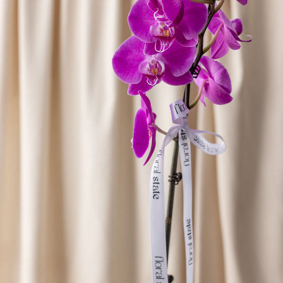 Purple orchid with a white label against a beige curtain background