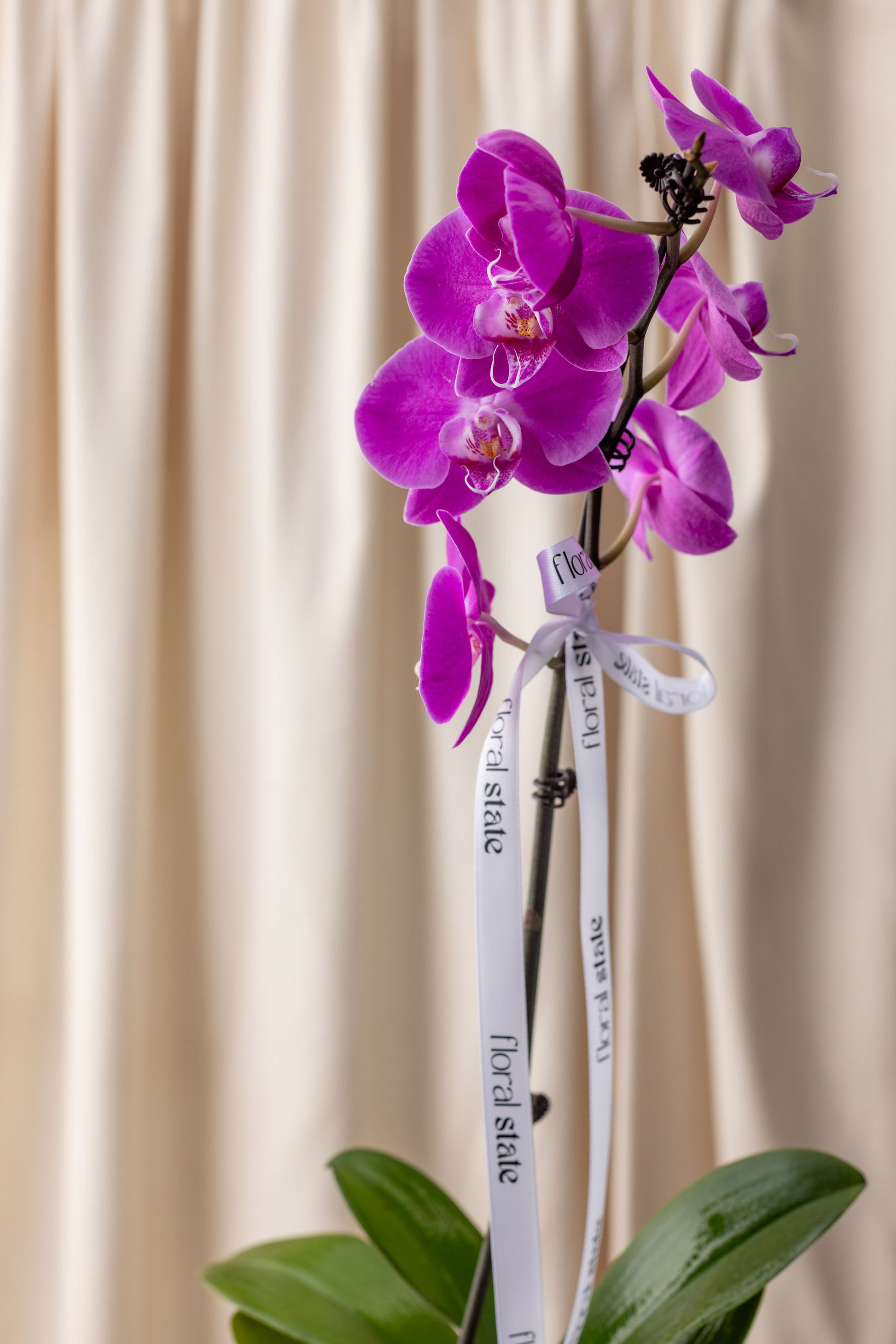 Purple orchid with a white label against a beige curtain background