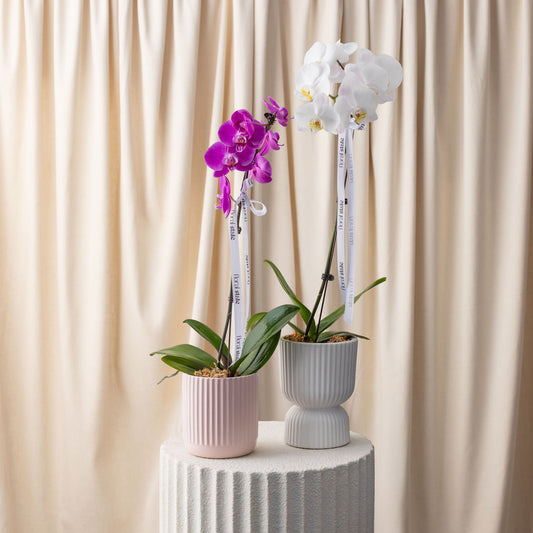 Two potted orchids, one with purple flowers and the other with white flowers, on a textured surface with a beige curtain background.