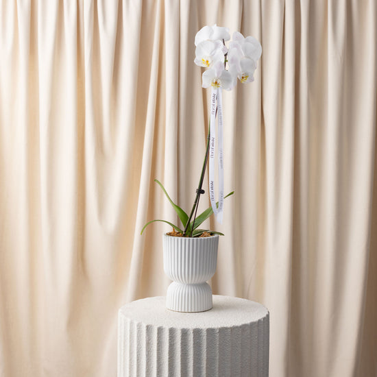 White orchid in a pot on a white pedestal against a beige curtain background