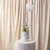White orchid in a pot on a white pedestal against a beige curtain background