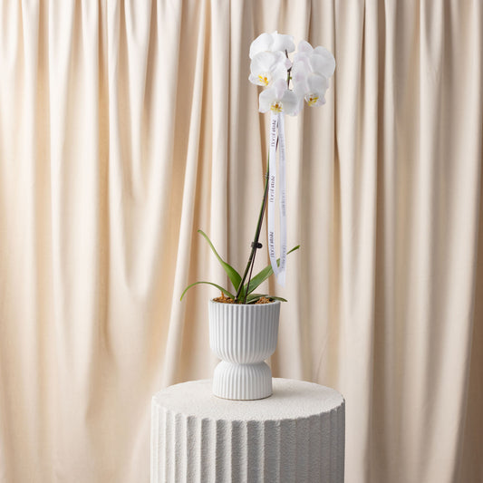 White orchid in a pot on a white pedestal against a beige curtain background