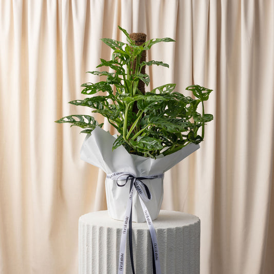 Monstera Monkey Mask - Swiss Cheese Plant