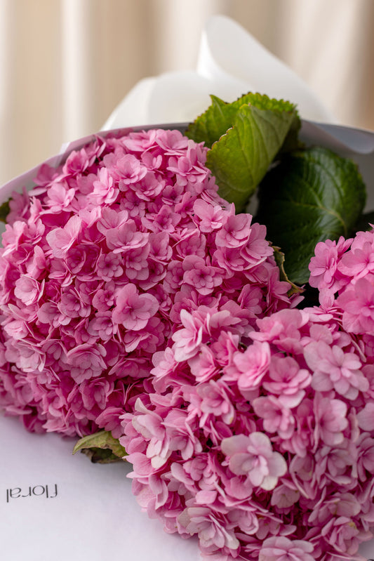 Bouquet of pink flowers with green leaves on a white surface