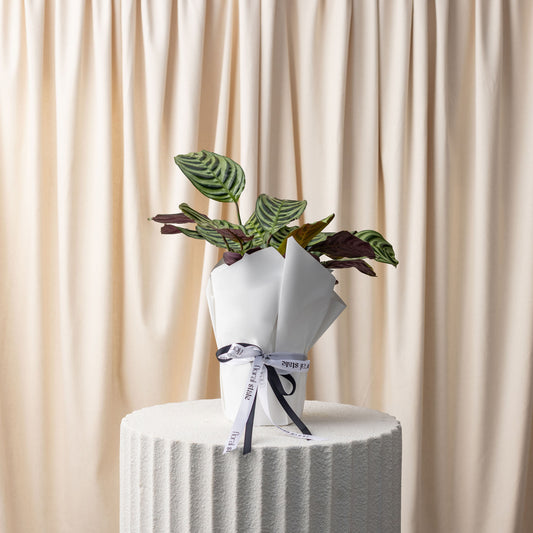 Fishbone Prayer Plant