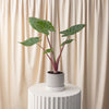 Alocasia Imperial Red