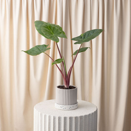 Alocasia Imperial Red