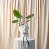 Elephant Ear - Alocasia Imperial Red Plant
