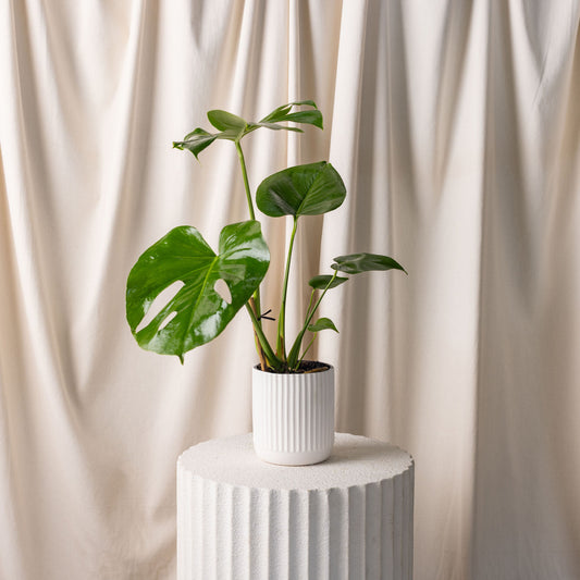 Monstera