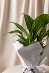 Spath / Peace Lily