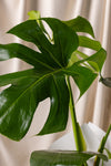 Monstera