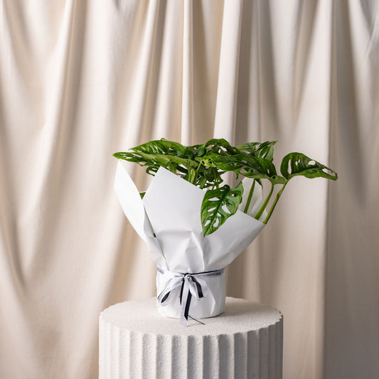 Monstera Monkey Mask