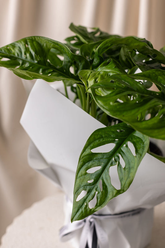Monstera Monkey Mask