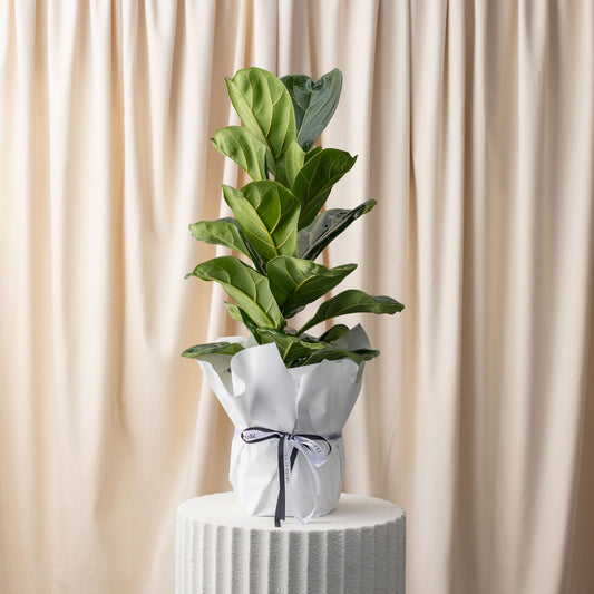 Fiddle Leaf Fig Plant