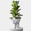 Fiddle Leaf Fig Plant