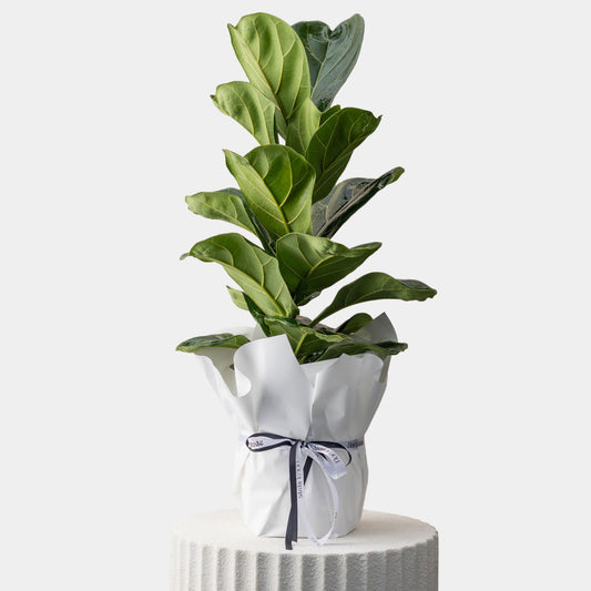Fiddle Leaf Fig Plant