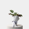 Fishbone Prayer Plant