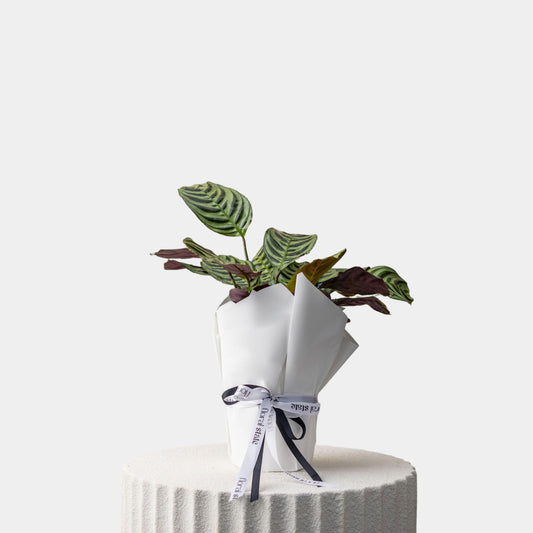 Fishbone Prayer Plant