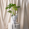 Monstera