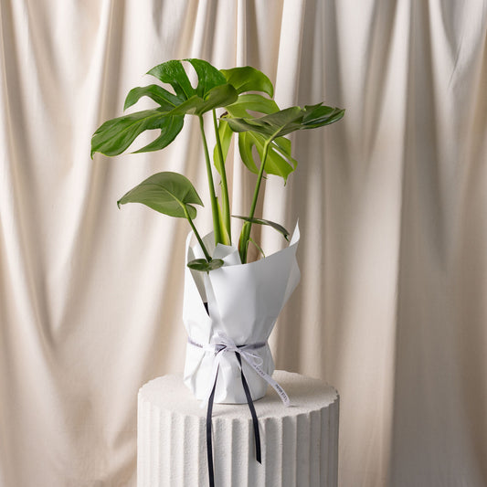 Monstera