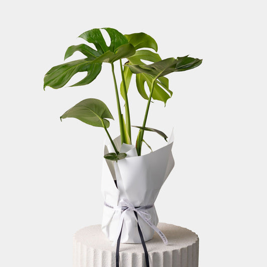 Monstera