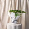 Monstera Monkey Mask