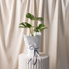 Monstera Varigated